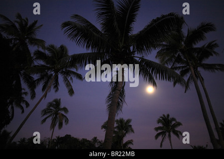Mondschein in der Nacht mit Palmen in Fidschi Stockfoto
