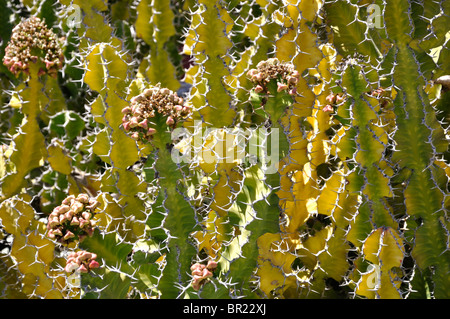 Pflanzen an der Santa Barbara Mission, Kalifornien, USA Stockfoto