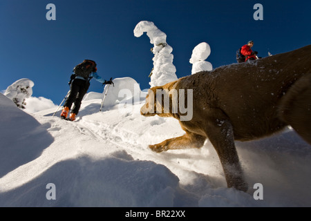 zwei Personen und ein Hund-Skitouren, Valhalla Touring Berghütte, Britisch-Kolumbien, Kanada Stockfoto