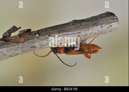 Eichenlohehaufen Borer - violetten Eichenlohehaufen Käfer (Riesenmammutbaum Testaceus) - braune Form - Rinde & Holz Borer Insekt Stockfoto