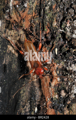 Eichenlohehaufen Borer - violetten Eichenlohehaufen Käfer (Riesenmammutbaum Testaceus) - braune Form - Rinde & Holz Borer Insekt Stockfoto