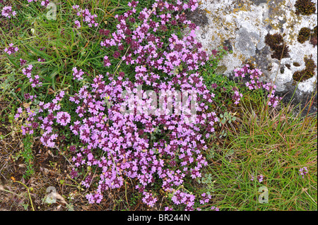 Kriechender Thymian - wilder Thymian (Thymus Serpyllum) Blütezeit im Frühjahr - Cevennen - Frankreich Stockfoto