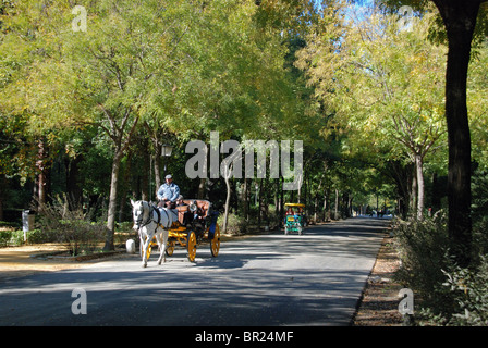 Pferd und Wagen auf der Avenida de Pizzaro im Maria Luisa Park, Sevilla, Provinz Sevilla, Andalusien, Spanien, Europa. Stockfoto