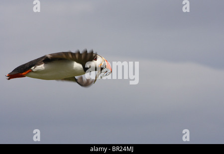 Papageitaucher (Fratercula Arctica) fliegen zurück in seine Höhle mit Sandaalen im Schnabel.   Farne Islands, Northumberland. Stockfoto