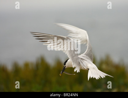 Brandseeschwalbe (Sterna Sandvicensis) Rückkehr zu seinem Nest mit einem Sand-Aal auf den Farne Islands, Northumberland, England. Stockfoto