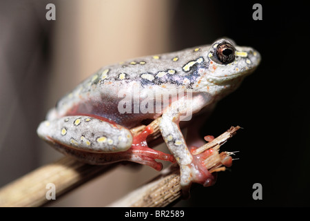 Bemalte Reed Frosch Stockfoto