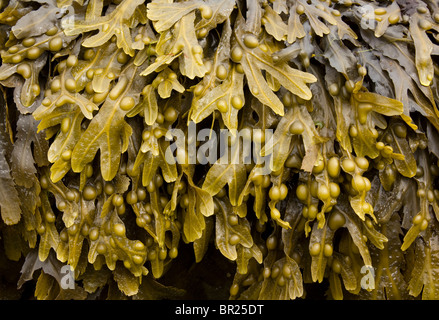 Blase Wrack Algen (Fucus Vesiculosus) wächst auf einem schottischen Strand, Scotland, UK Stockfoto