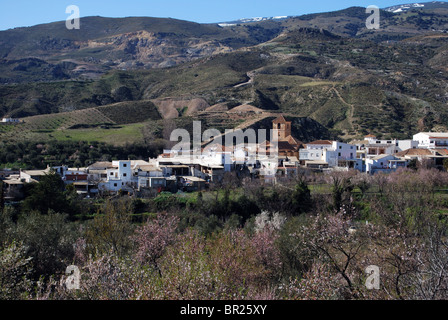 Ansicht der weiß getünchten Dorf (Pueblo Blanco), Cadiar, Las Alpujarras, Provinz Granada, Andalusien, Spanien, Westeuropa. Stockfoto