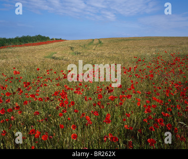 Mohnblumen im Maisfeld in der Nähe von Burnham Overy in North Norfolk UK Stockfoto