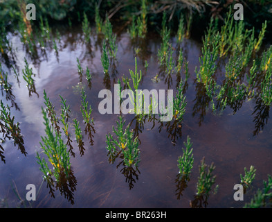 Queller wachsen auf Salzwiesen in der Nähe von Burnham Overy Staithe auf North Norfolk Küste England UK Stockfoto