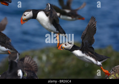 Papageitaucher (Fratercula Arctica) ausziehen.  Fotografiert auf den Farne Islands, Northumberland, UK. Stockfoto