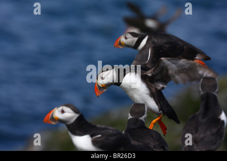 Papageitaucher (Fratercula Arctica) ausziehen.  Fotografiert auf den Farne Islands, Northumberland, UK. Stockfoto