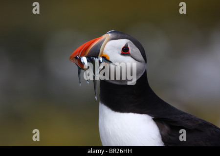 Papageitaucher (Fratercula Arctica) mit Sandaalen im Schnabel.  Fotografiert auf den Farne Islands, Northumberland, UK. Stockfoto