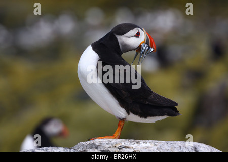 Papageitaucher (Fratercula Arctica) mit Sandaalen im Schnabel.  Fotografiert auf den Farne Islands, Northumberland, UK. Stockfoto