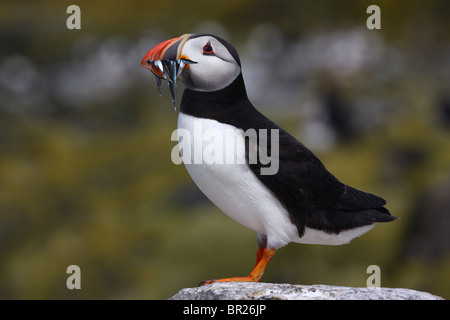 Papageitaucher (Fratercula Arctica) mit Sandaalen im Schnabel.  Fotografiert auf den Farne Islands, Northumberland, UK. Stockfoto