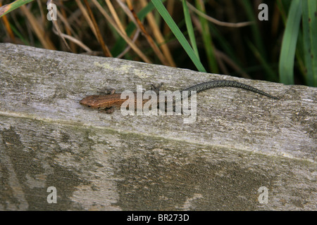 Juvenile Stamm- oder lebendgebärend Eidechse, Zootoca Vivipara, (vormals Lacerta Vivipara), Lacertilia, Squamata, Reptilia, Lacertidae. Stockfoto