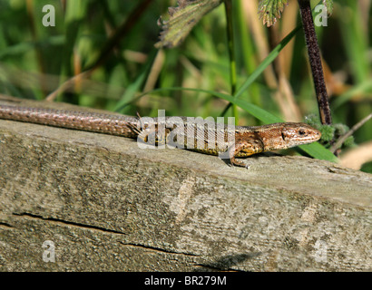 Männliche gemeinsamen oder lebendgebärend Eidechse, Zootoca Vivipara, (vormals Lacerta Vivipara), Lacertilia, Squamata, Reptilia, Lacertidae. Stockfoto