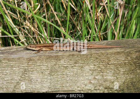 Weibliche Stamm- oder lebendgebärend Eidechse, Zootoca Vivipara, (vormals Lacerta Vivipara), Lacertilia, Squamata, Reptilia, Lacertidae. Stockfoto