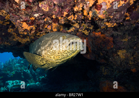 Goliath-Zackenbarsch (Epinephelus Itajara), Florida Keys National Marine Sanctuary, Key Largo, Florida Stockfoto