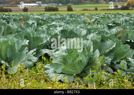 Bereich der Kohl im Herbst, Vancouver Island, Britisch-Kolumbien Stockfoto