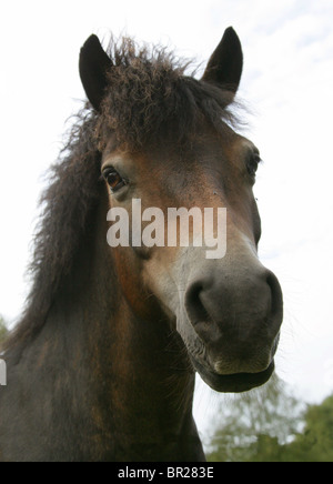 Exmoor Pony, Rammamere Heide SSSI, Bedfordshire. Seltene, vom Aussterben bedrohten Rasse der Pferde, Equus Ferus Caballus, Equiden. Stockfoto