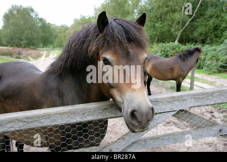 Exmoor Ponys, Rammamere Heide SSSI, Bedfordshire. Seltene, vom Aussterben bedrohten Rasse der Pferde, Equus Ferus Caballus, Equiden. Stockfoto