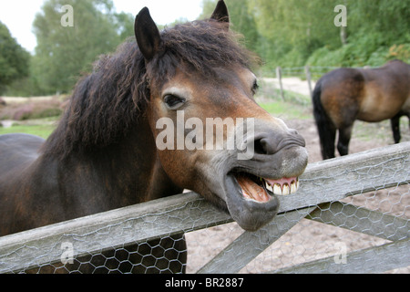 Exmoor Ponys, Rammamere Heide SSSI, Bedfordshire. Seltene, vom Aussterben bedrohten Rasse der Pferde, Equus Ferus Caballus, Equiden. Gähnen. Stockfoto