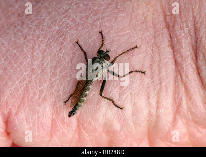 Kite-tailed Räuber-Fly, Machimus Atricapillus, Asilidae, Asiloidea, Asilomorpha, Brachycera, Diptera. Sitzen auf einer menschlichen Hand. Stockfoto