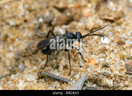 Spinne-Jagd Wespe, Anoplius Nigerrimus Lepturinae, Pompilidae, Vespoidea, Taillenwespen, Hymenoptera. Ein gemeinsames Heide Raubtier. Stockfoto