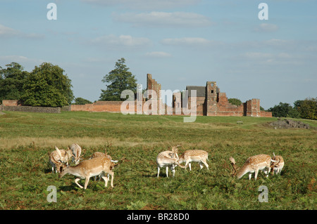 Damwild Weiden vor Bradgate House, Bradgate Park, Leicestershire, England, UK Stockfoto