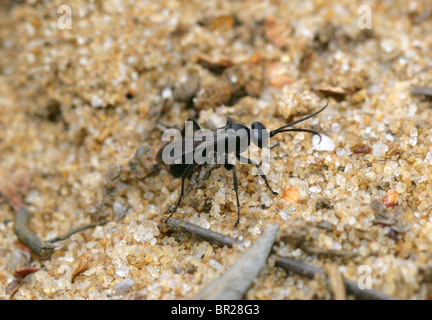 Spinne-Jagd Wespe, Anoplius Nigerrimus Lepturinae, Pompilidae, Vespoidea, Taillenwespen, Hymenoptera. Ein gemeinsames Heide Raubtier. Stockfoto