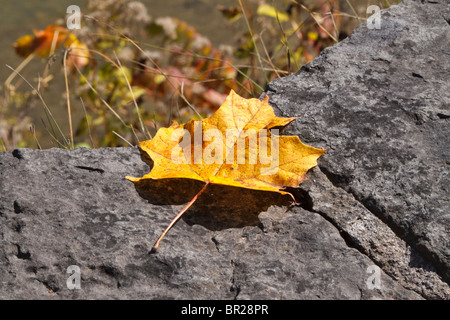 Gefallenen Ahornblatt im Herbst auf einer Felswand in Letchworth State Park, New York Stockfoto