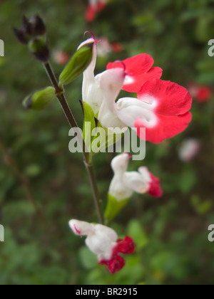 Salvia kann man Hot Lips Salbei Nahaufnahme Stockfoto