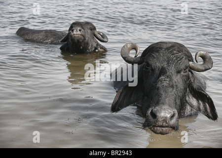 Wasserbüffel Abkühlung in den heiligen Fluss Ganges in Varanasi, Indien. Stockfoto