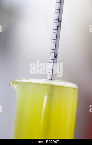 Ein Hydrometer wird verwendet, um die Stammwürze von Bier zu überprüfen. Stockfoto