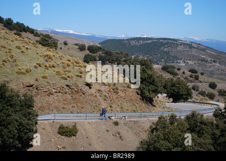 Mann zu Fuß seinen Hunden entlang einer Mountain Road, Juviles, Las Alpujarras, Provinz Granada, Andalusien, Spanien, Westeuropa. Stockfoto