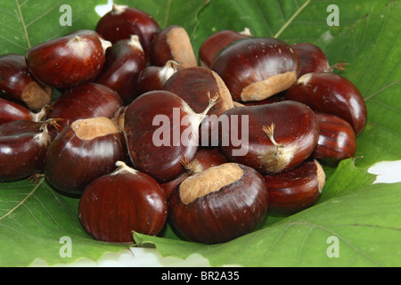 Eine Gruppe von Reife Kastanien mit grünen Blättern Stockfoto