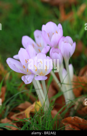 Herbstzeitlose (Colchicum Autumnale) Blumen im Rasen mit abgefallenen Blättern Stockfoto