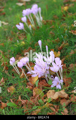 Herbstzeitlose (Colchicum Autumnale) Blumen im Rasen mit abgefallenen Blättern Stockfoto