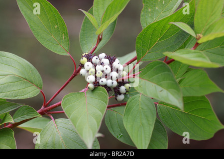 Cornus Alba (Hartriegel) Früchte und Blätter Stockfoto