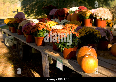 Chrysanthemen und Kürbisse zum Verkauf auf dem Bauernhof stehen in der Nähe von Woodstock, Connecticut. Stockfoto