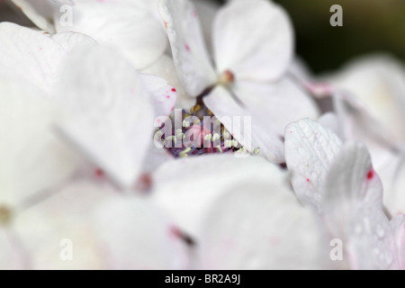 Nahaufnahme von Hydrangea Macrophylla blüht an einem regnerischen Tag Stockfoto