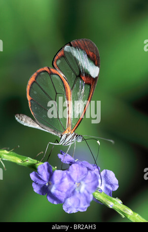 Glasswing Schmetterling Stockfoto