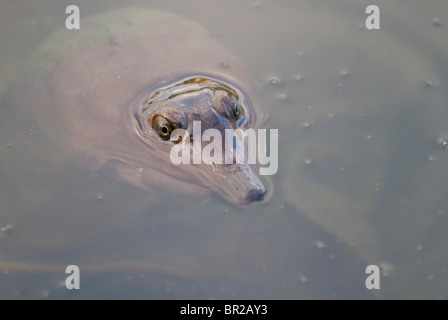 Florida Softshell Turtle (Apalone Ferox), aus dem Wasser spähend, Florida, USA Stockfoto