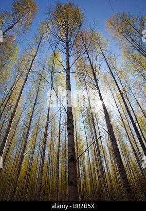 Der Baldachin und Laub von Birken im Wald im Frühjahr, Finnland Stockfoto