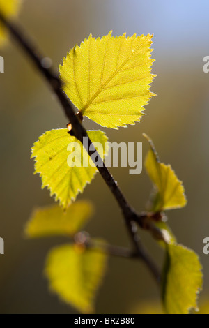 Isolierte Birke ( betula pubescens ) Zweig mit frischen neuen Blättern im Frühjahr Stockfoto