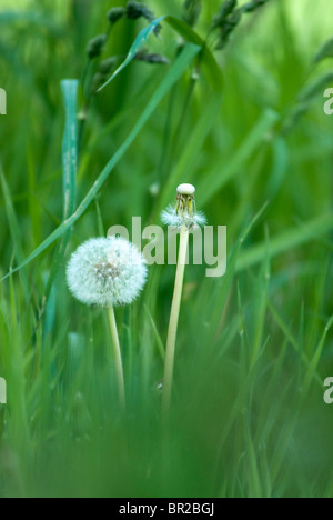 Zwei Köpfe Löwenzahn: eine komplette; der andere geblasen entfernt. Stockfoto