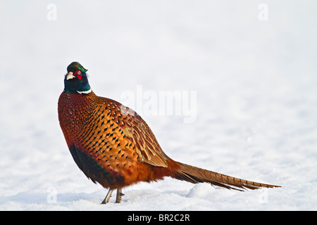 Fasan (Phasianus Colchicus) männlichen im Schnee Stockfoto