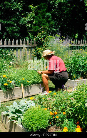 Frau arbeitet 50-65 Jahre des Alters in ihrem Garten der großen Hochbeeten mit Blumen und Gemüse im Sommer, Midwest Stockfoto