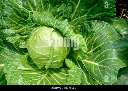 Großen Kopf des üppigen Grünkohl mit Blättern im Garten öffnen Stockfoto